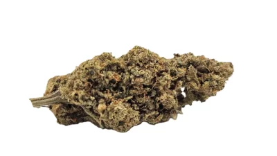 Amnesia bubble blanc